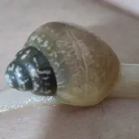 حلزون آچاتینا آلبینو تخم و بچه|خزنده|بجنورد, |دیوار