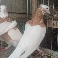 طوقی|پرنده|شیراز, داریون|دیوار