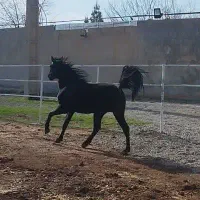 اسب نریان کرد