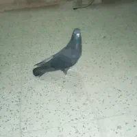 کفتر تزینی  زاغ نر|پرنده|تهران, آهنگ|دیوار