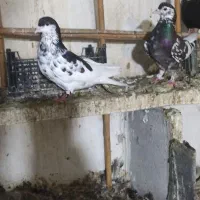 ساده افشان.کربلای.سار