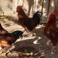 فروش ۴عدد خروس