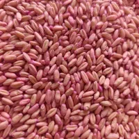 بذر گندم پیشگام چاق در جه یک دیم باران|عمده‌فروشی|خنداب, |دیوار