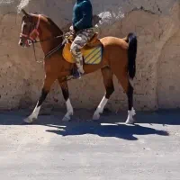 اسب نریون  سیلمی