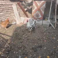 خروس زیبا ومحلی زرنگ