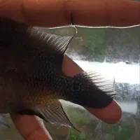 ماهی مولی وفلاور|ماهی|اهواز, شهرک برق|دیوار