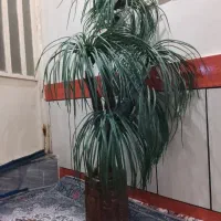 درختچه نخل