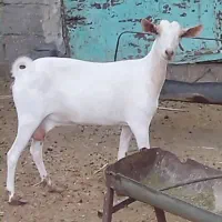 بز دورگ‌ پوست چرب