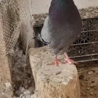 کبوتر پرشی|پرنده|قم, شهرک طالقانی|دیوار