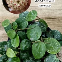 انواع بوته های مادری و خاص هویا Hoya|گل و گیاه طبیعی|لاهیجان, گلستان|دیوار