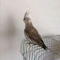 وایت فیس|پرنده|قیدار, |دیوار