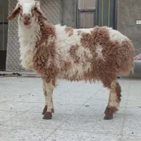 بره نر