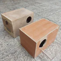 لانه پرنده(عروس هلندی)