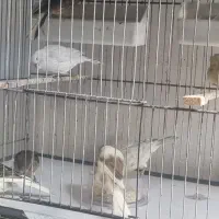 جوجه قناری یکسر سوپر تضمینی