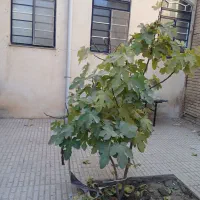 فروش خانه ویلایی ۱۶۰ متر زمین