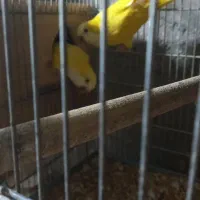 جفت راهب لوتینو جوان حلقه پا چهل وپنج میلیون|پرنده|لاهیجان, گلستان|دیوار