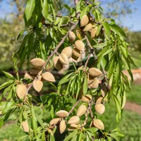 نهالستان مولائی ارقام کمیاب و صنوبر و میوه