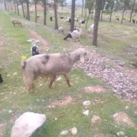 کوه قوچ داشتی