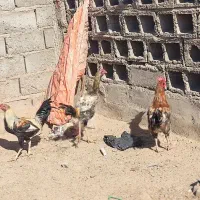 خروس دونه 800