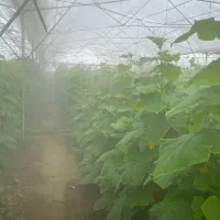 گلخانه در شهرک گلخانه بوعلی