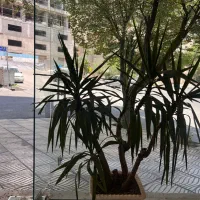 گل و گلدان|گل و گیاه طبیعی|تهران, مرادآباد|دیوار