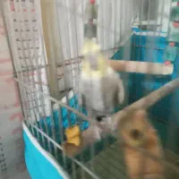 طوطی عروس حرف زن