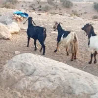 ۱۳عدد دوبر دقولو زا ...توافقی|حیوانات مزرعه|سیدان, |دیوار