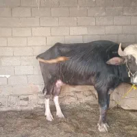 گاومیش برای فروش