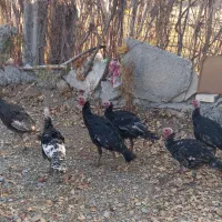 فروش بوقلمون