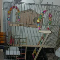 قفس عروس هلندی وطوطی|لوازم جانبی حیوانات|کهریزک, |دیوار