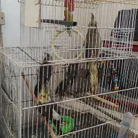 عروس هلندی|پرنده|قنوات, |دیوار