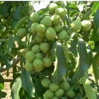 فروش نهال پیوندی و اصلاح شده|خدمات باغبانی و درختکاری|شهرکرد, |دیوار