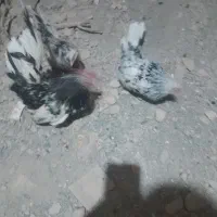 مرغ خروس جوجه ژاپنیز جاپنیز مینیاتوری