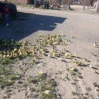 جوجه غاز و غاز  و بوقلمون|حیوانات مزرعه|بیجار, |دیوار