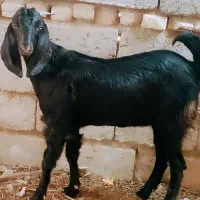 جفت‌کره‌ماده‌لنگ‌جمل‌|حیوانات مزرعه|هیرمند, |دیوار