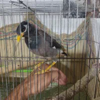 مرغ مینا