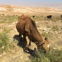 گاو محلی|حیوانات مزرعه|دره شهر, |دیوار