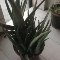 آلوورا طبیعی گلدون بزرگ|گل و گیاه طبیعی|تهران, علم و صنعت|دیوار