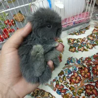 خرگوش لوپ اصل|موش و خرگوش|تربتحیدریه, شهرک ولیعصر|دیوار