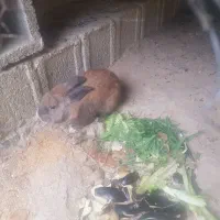 خرگوش لپ نر بالغ