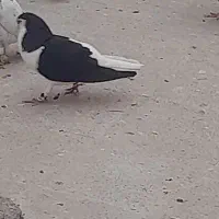 کبوتر چپ سیاه شق نر مست مست