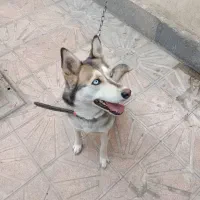 هاسکی بازیگوش ماده