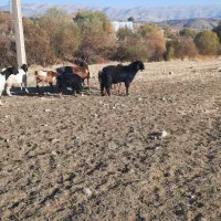 ساورین نژاد دار هلندی