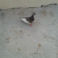 رنگ گلدار