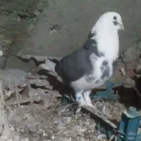 کبوتر شازده