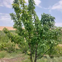 باغ میوه در فیروزکوه|فروش زمین و ملک کلنگی|فیروزکوه, |دیوار