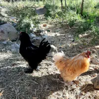 مرغ مرندی و خروس زینتی|حیوانات مزرعه|قم, کلهری|دیوار