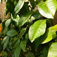 گل بهار نارنج|گل و گیاه طبیعی|سلماس, |دیوار