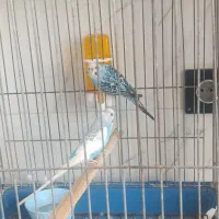 مرغ عشق جفت