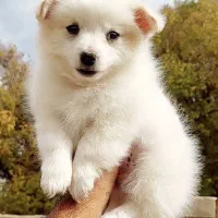 توله سگ پامر